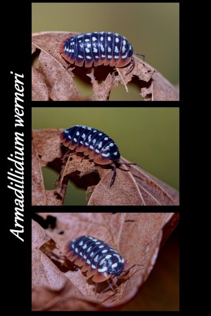 armadilidium werneri-estranky