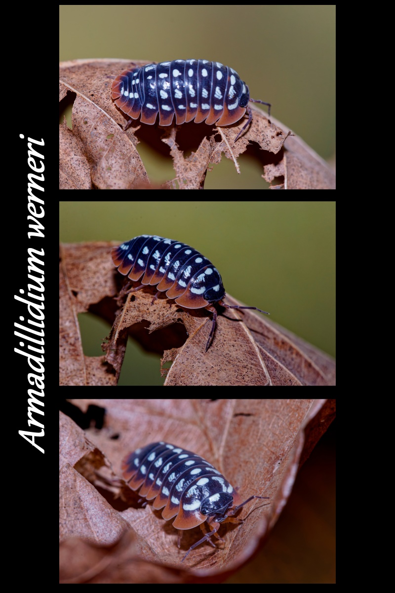 armadilidium werneri-estranky