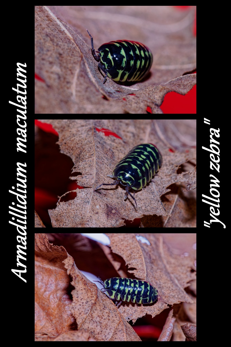 armadilidium maculatum yellow zebra- etranky