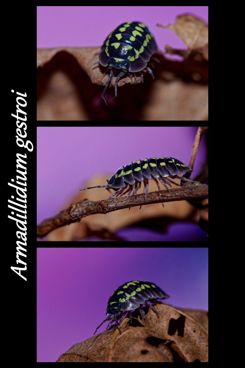 armadilidium gestroi-estranky