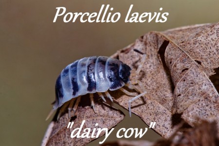 p.leavis---dairy-cow-800.jpg