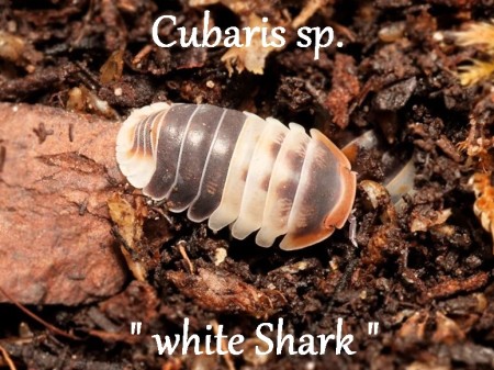 cubaris-white-shark.jpeg