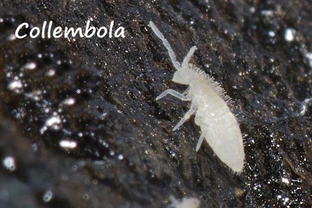 collembola.jpg